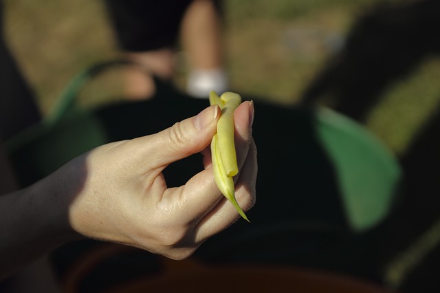 jogo de cortar a fruta