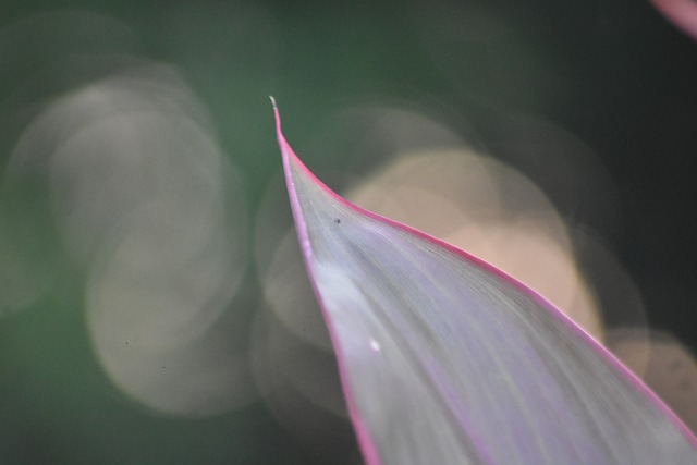 Foto do arquivo: fornecida por 【o que e blaze】