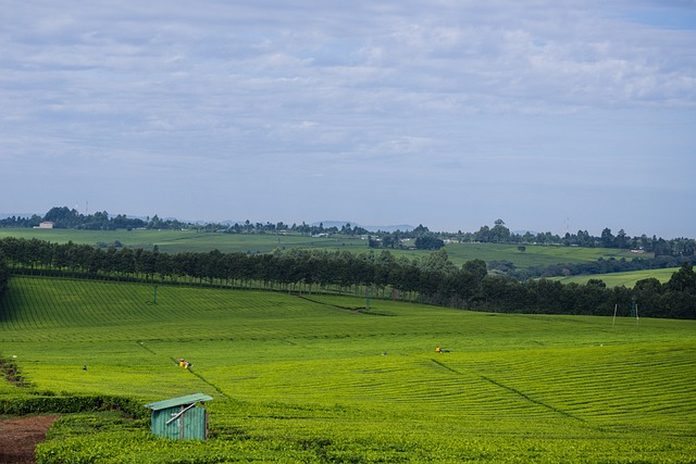 Foto do arquivo: fornecida por 【ox fortune international trading limited】