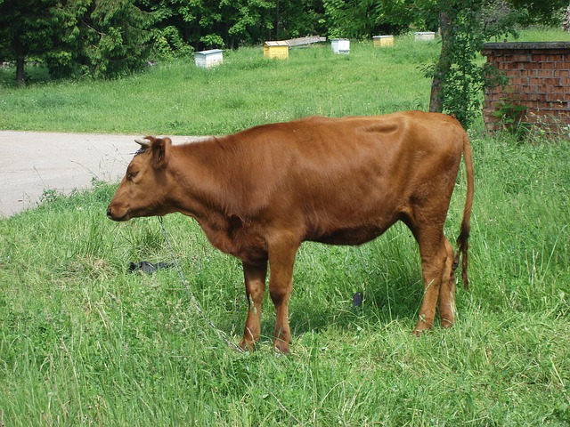 docinho bicho de pé——bicho de pé docinho com nesquik