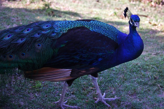 resultado do bicho da goiás_resultado do bicho goiás das 14 horas