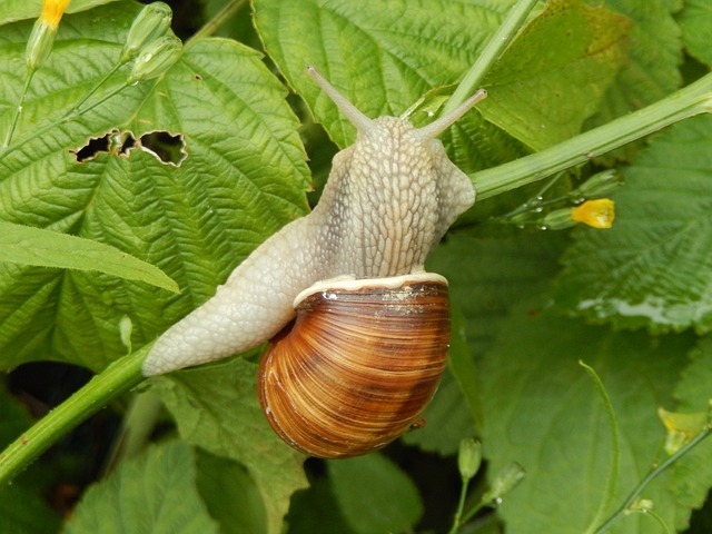 lotofácil giga bicho