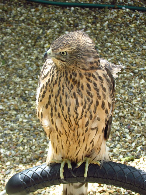 Foto do arquivo: fornecida por 【palpite bicho kaledri】