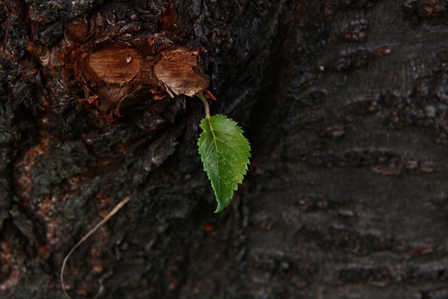 Foto do arquivo: fornecida por 【pag bete】