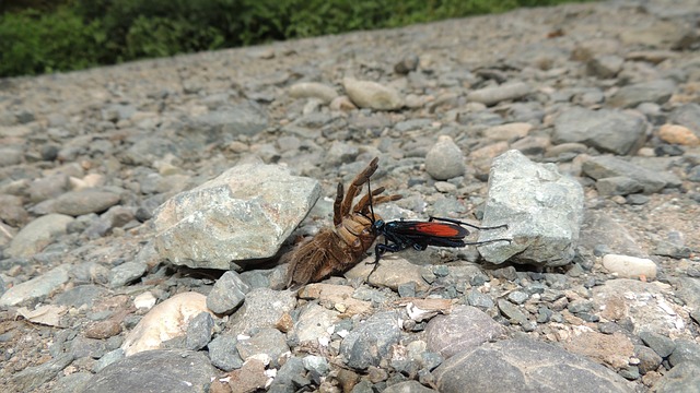 qual bicho transmite a doença de chagas