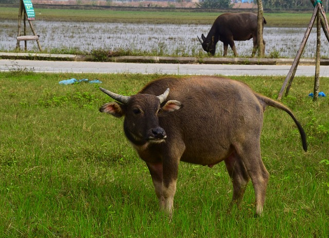 Foto do arquivo: fornecida por 【Chave do bicho de hoje】