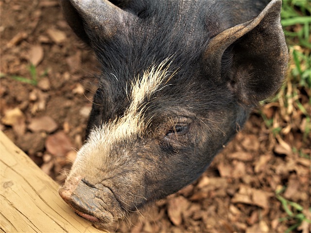 jogo banheiro brinco de princesa