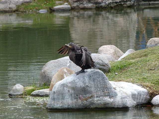 slot galline