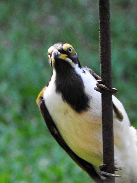 baixar o jogo da fazenda