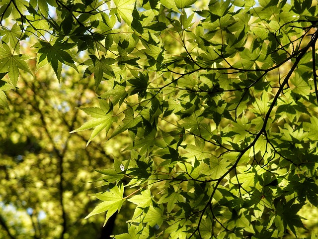 loterias caixa abertas