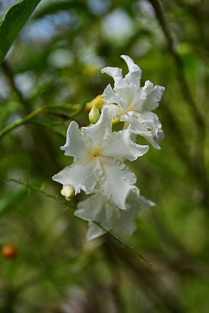 lotofácil bolão caixa