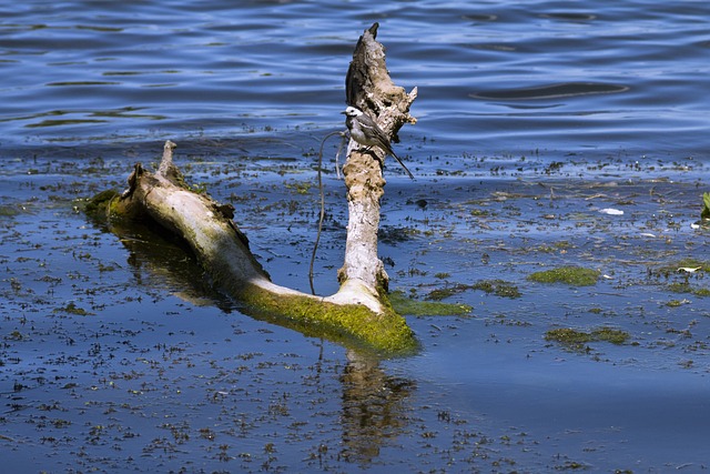 Resultado recente do sorteio do bicho