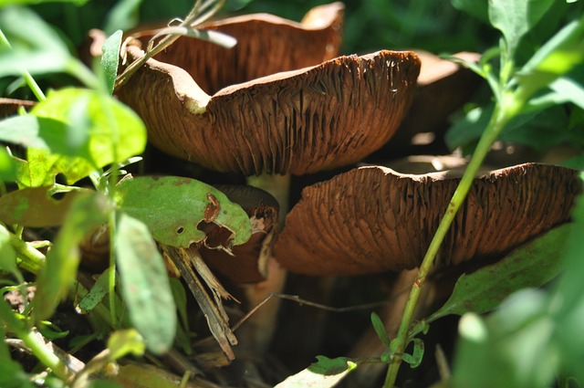 joguinhos de cassino