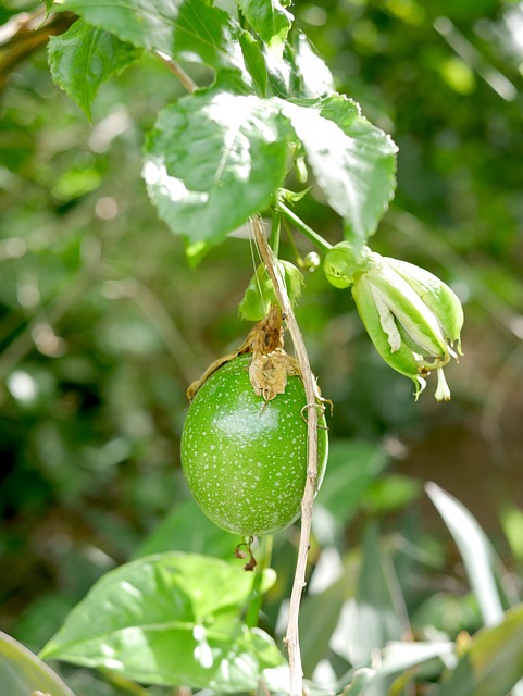 corsan rio grande cassino