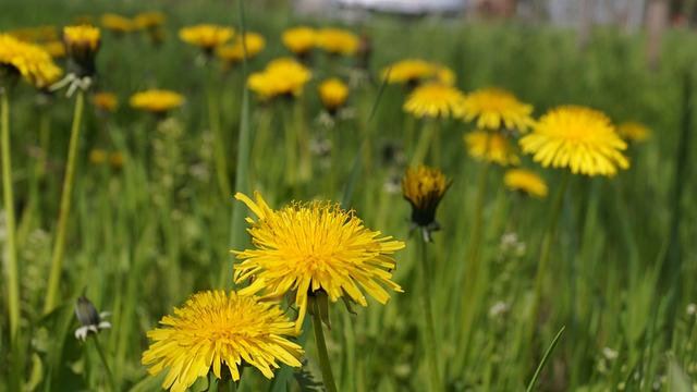 flor-da-fortuna