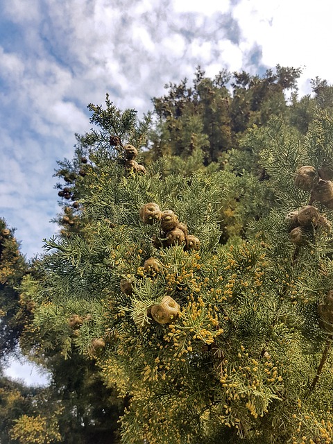 bônus cassino betano