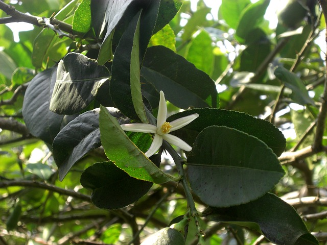 Foto do arquivo: fornecida por 【jogos de coletar frutas】