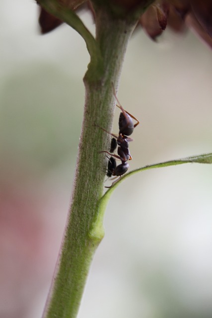 Foto do arquivo: fornecida por 【Previsões para o bicho ao vivo】