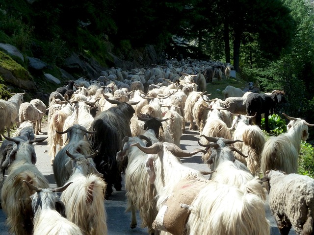 sonhar com bicho estranho o que significa