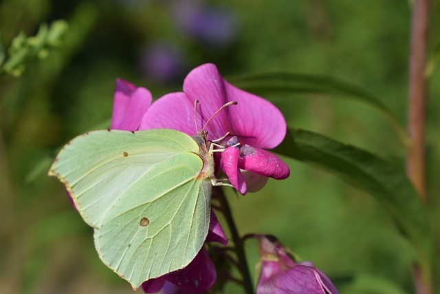 gibraltar x irlanda palpite