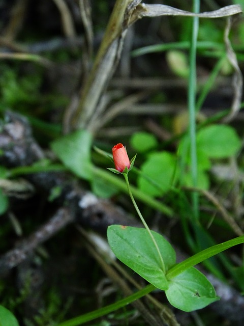 ingrid koudela jogos teatrais