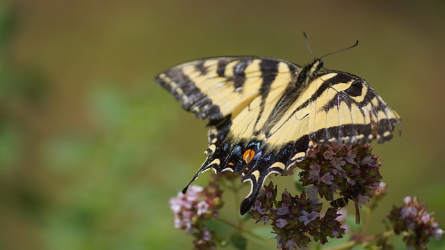 Foto do arquivo: fornecida por 【melhor plataforma para jogar fortune tiger】