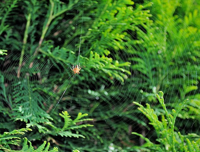 sonhar com lagartixa jogo do bicho