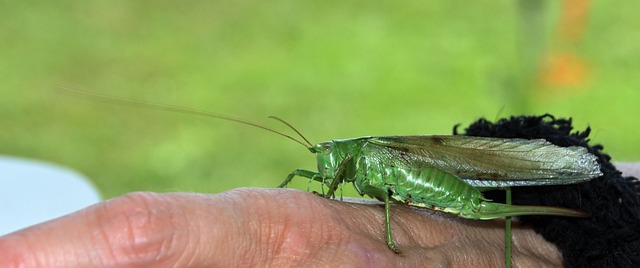 foto do bicho preguicafoto do bicho preguiça gigante