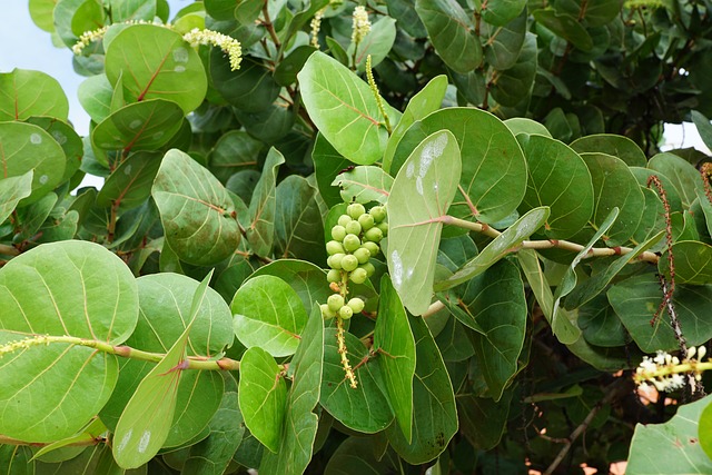 jogo do bicho verdejogo do bicho ouro verde