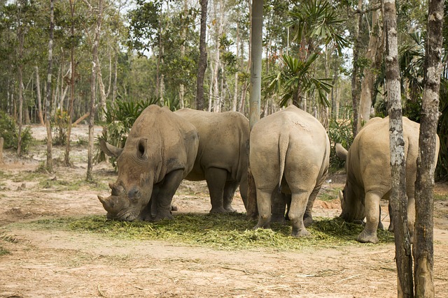 Foto do arquivo: fornecida por 【bet.com 777】