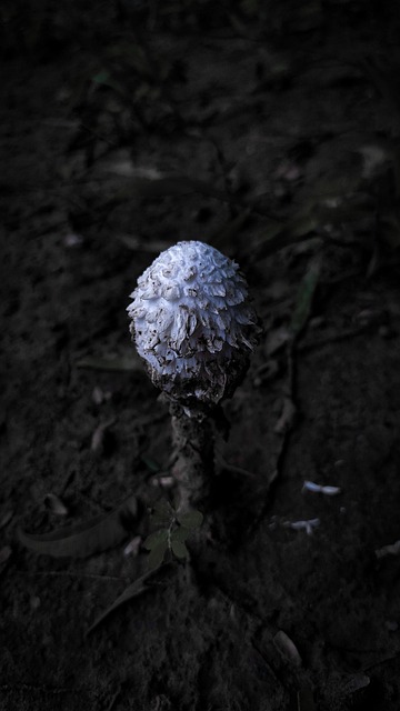 Foto do arquivo: fornecida por 【tigrinho aposta】