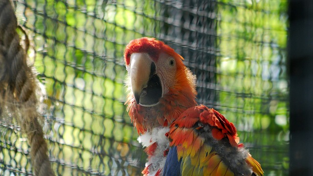 bingo peru