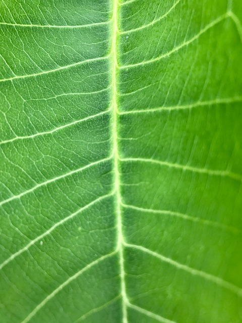 guanacasteca x municipal liberia