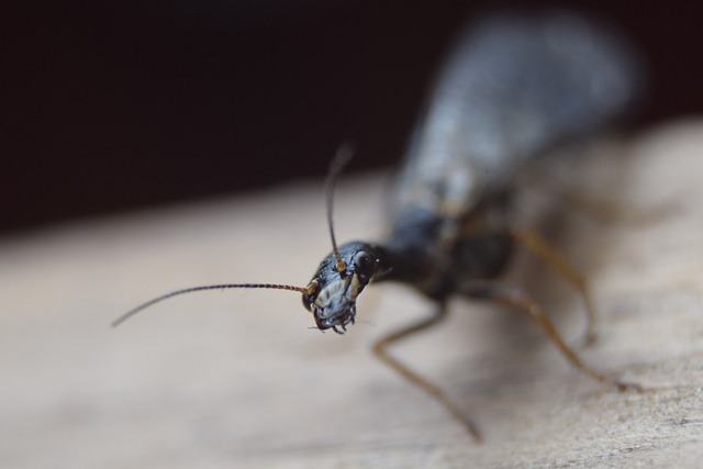 palpites de bicho para hoje