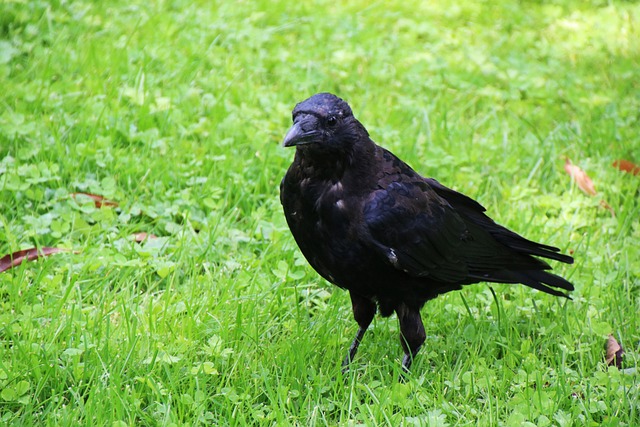 sonhar com vários animais jogo do bicho