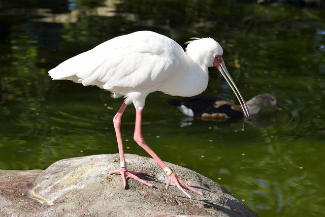 pt são paulo bicho