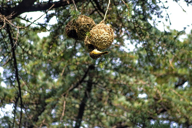 bolão da caixa quina