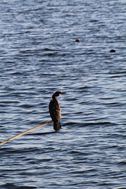 Foto do arquivo: fornecida por 【Resultado do bicho paulista diário】