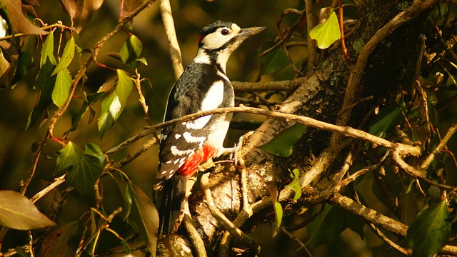 Foto do arquivo: fornecida por 【patau sindrome】