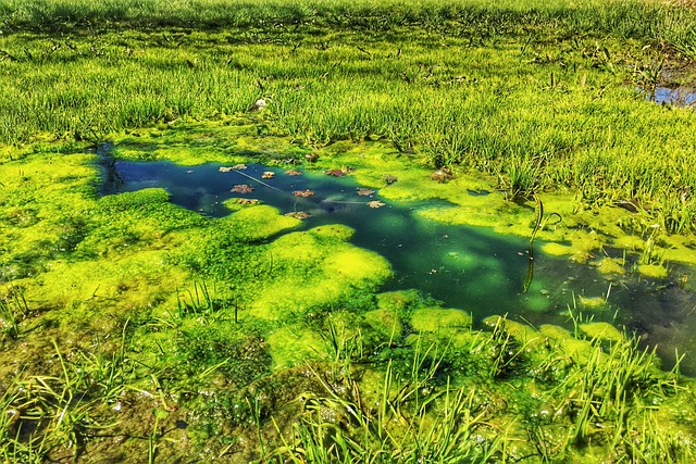 Número de contacto da mega empresa de pesca