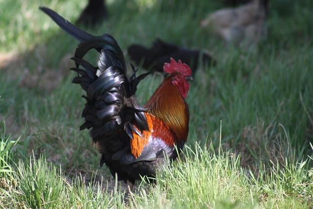 Foto do arquivo: fornecida por 【dancing drums】