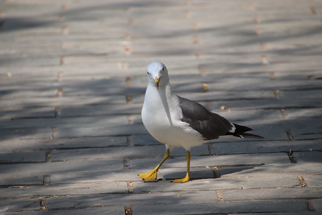 bichos mais atrasados no rio