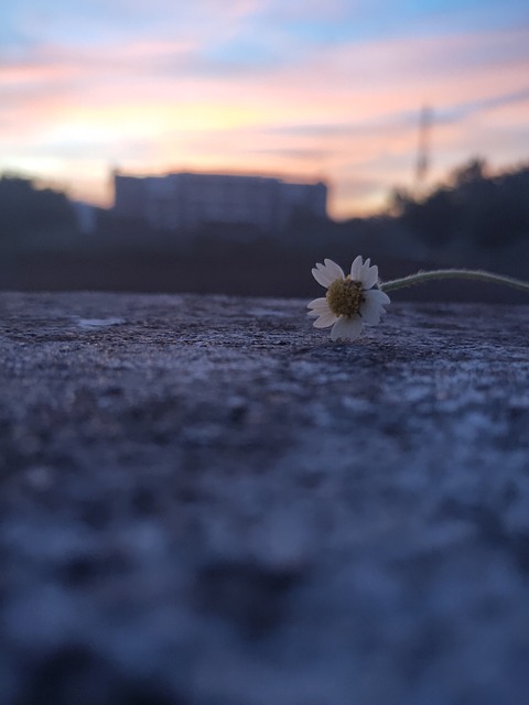 Foto do arquivo: fornecida por 【bicho da goiaba faz mal】