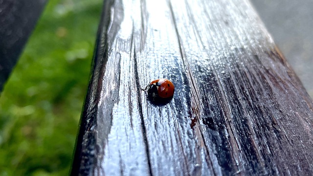 Foto do arquivo: fornecida por 【resultado da lotofácil de 2704】