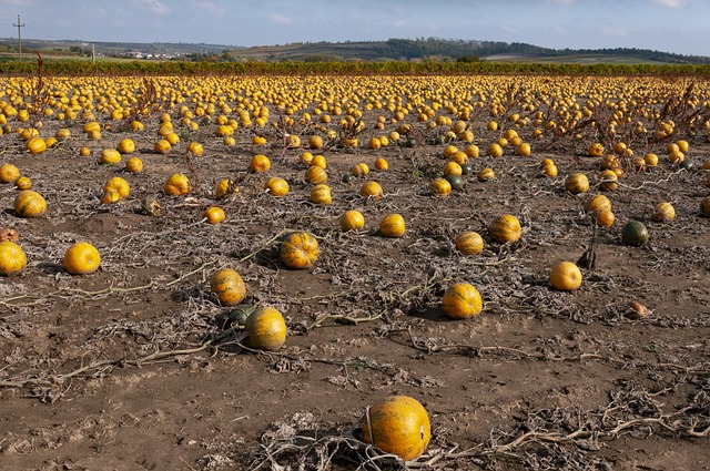 Foto do arquivo: fornecida por 【plataforma nova fortune】