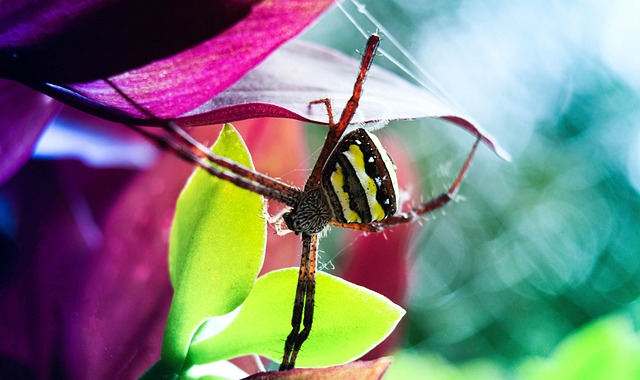 nome cientifico do bicho de pé