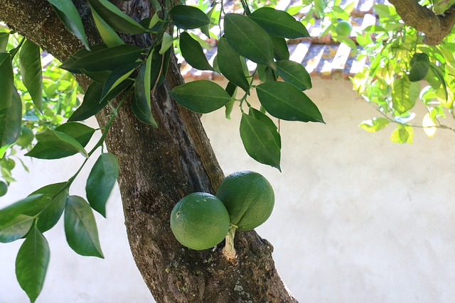 Foto do arquivo: fornecida por 【a casa caiu um cassino na vizinhança】