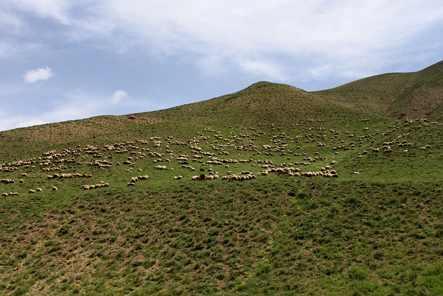 tipos de sangues