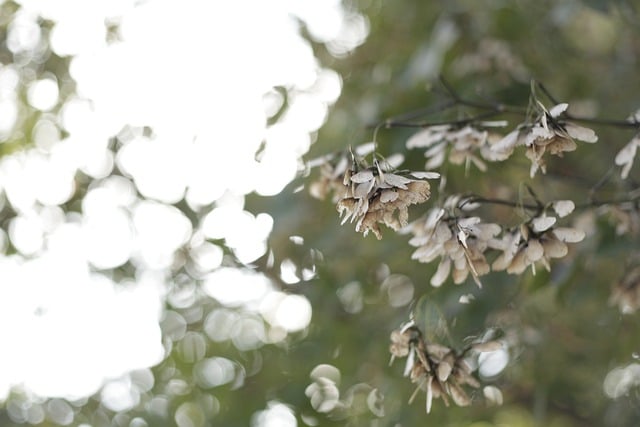 máscara quina rosa haskell resenha