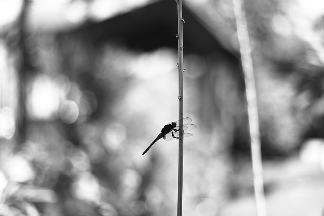 Foto do arquivo: fornecida por 【palpite para quina de são joão】